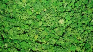 "Hay zonas en la Amazonia o en lugares remotos, en las que no sabemos cuál es la altura de los árboles y cómo es la distribución de la biomasa".