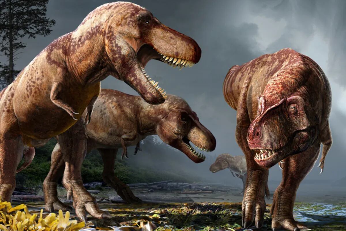 Hallazgo: desentrañan el secreto de cómo cazaban los Tiranosaurios Rex - LA  NACION