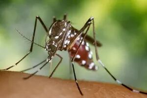La sorprendente propuesta de instalar una fábrica de mosquitos estériles para la lucha contra el dengue