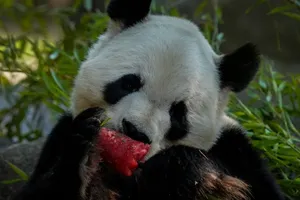 Sacrificaron al panda más viejo del mundo