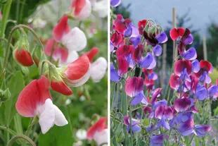 Arvejillas en distintos tonos. A la izquierda: flores bicolores de Lathyrus odoratus 'Painted Lady' (Grandiflora). A la derecha: Lathyrus odoratus 'Cupani' (Grandiflora).