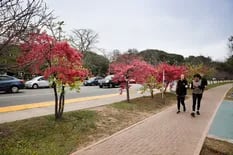 Pequeña guía para disfrutar del florecer de los cerezos en Buenos Aires