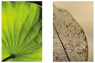 Izquierda: Hoja de Nelumbo nucifera o loto sagrado. Derecha: Hojas como de encaje. Las venas o nervios suelen ser lo último que se degrada cuando las hojas caen para cumplir su destino de humus. 