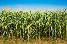 Sin palos en la rueda, el maíz va por un nuevo récord