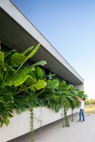 Animarse a los canteros en altura. La vegetación en planta alta mejora la calidad de vida y ablanda la arquitectura, ¡gran aporte! 