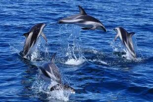 Delfines: una fiesta en el mar