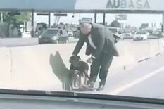 Manejaba por la autopista, vio un perro abandonado y paró para rescatarlo