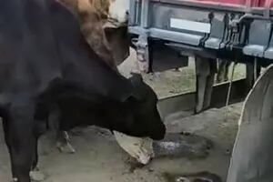 "Se aferran a eso": la desesperación de las vacas por las últimas gotas