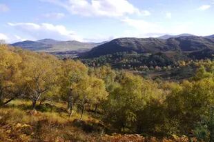 La reserva Alladale Wilderness, en Escocia.
