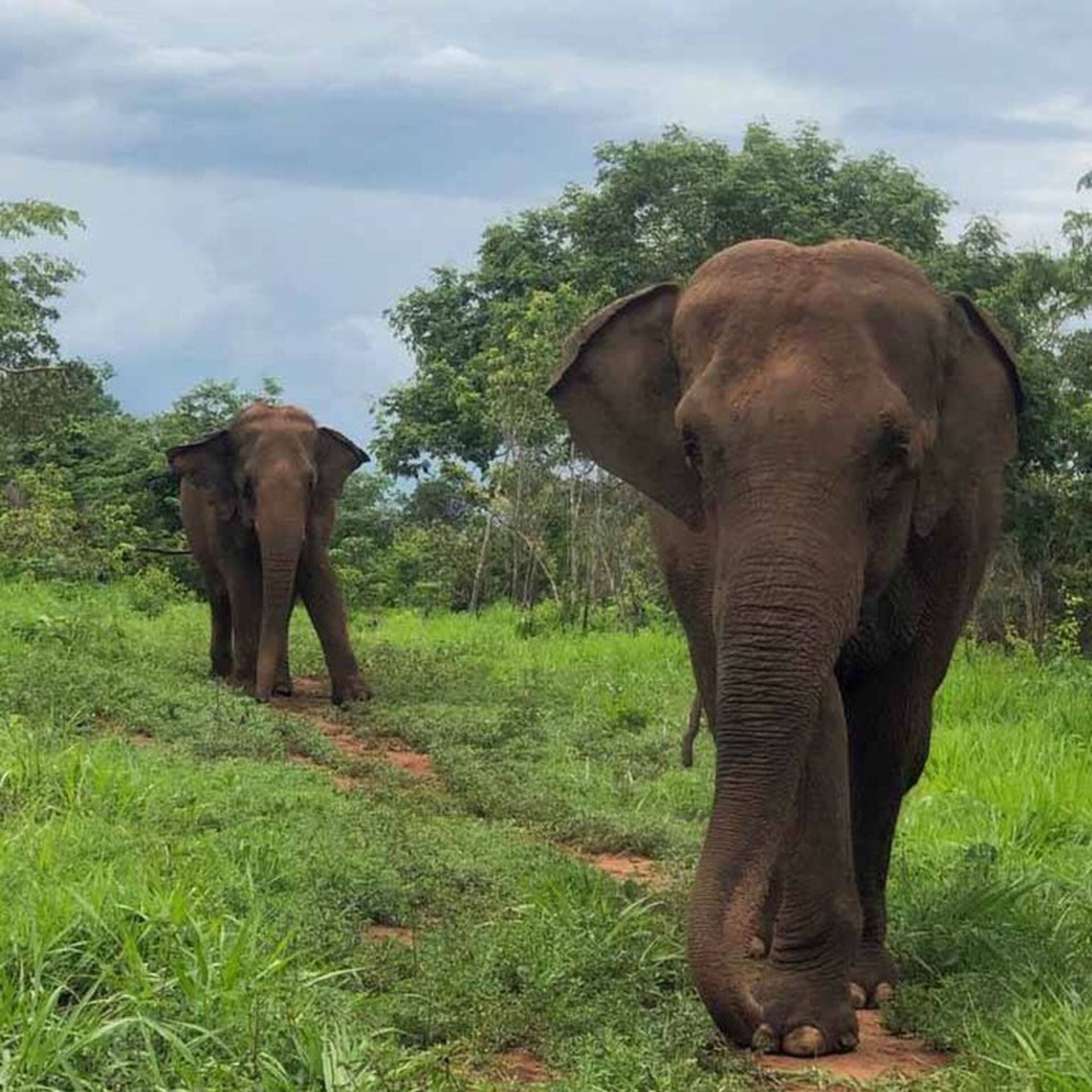 La elefanta Mara, que llegó desde el Ecoparque de Palermo, convive con otras hembras de su especie en el santuario de Brasil