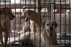 Buscan prohibir el consumo de carne de perro en Corea del Sur