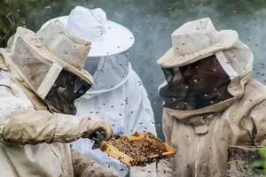 La profunda crisis de quienes hacen miel en el país