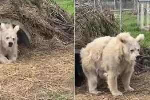 El video que muestra cómo un oso sale de su escondite tras hibernar y se viraliza por su apariencia