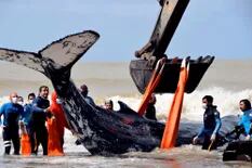 Rescate cinematográfico de dos ballenas varadas en la costa bonaerense