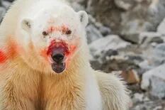 Noruega: un oso polar atacó a una mujer que descansaba en un campamento en el Ártico