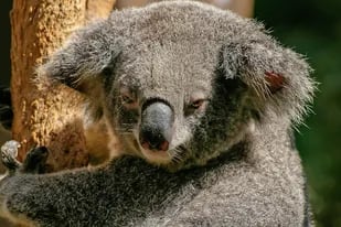 Australia busca crear un "súper koala" libre de algunas dolencias mortales