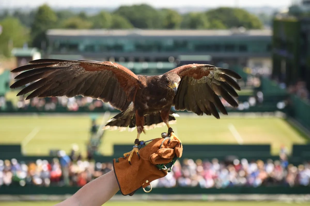 El halcón Rufus, guardián y celebridad de Wimbledon que tiene hasta  credencial - LA NACION