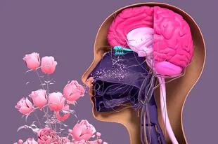 Brain Imaging From The Study Showed That The Main Area Of ​​The Brain Devoted To Processing The Senses Began To Activate When People Saw Things Associated With Smell.