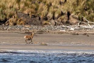 Un ciervo rojo come algas en la zona intermareal en Isla de los Estados. El ciervo rojo fue introducido a la isla en la década del 70, supuestamente para proporcionar una fuente de proteínas a los sobrevivientes de naufragios en esta área remota