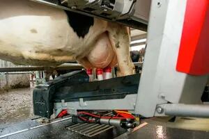En el país ya hay 236 robots para el ordeñe de las vacas en los tambos