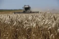 El valor del trigo argentino de la nueva cosecha no para de subir, pero muy pocos venden