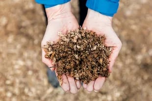 La turba: materia vegetal en descomposición; esta masa esponjosa y liviana es rica en carbono. Se usa como combustible y de ella se obtienen abonos orgánicos.