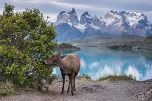 "La Vegetariana", Huemul en Parque Nacional Torres del Paine 
Foto: Timothy Dhalleine