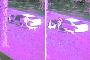 Video: dos perros abandonados corrieron detrás del auto de su dueño