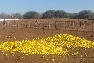 Los limones se los regalan los productores que no pueden ubicar la cosecha
