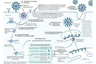 Esquema del ciclo de replicación del SARS-CoV-2