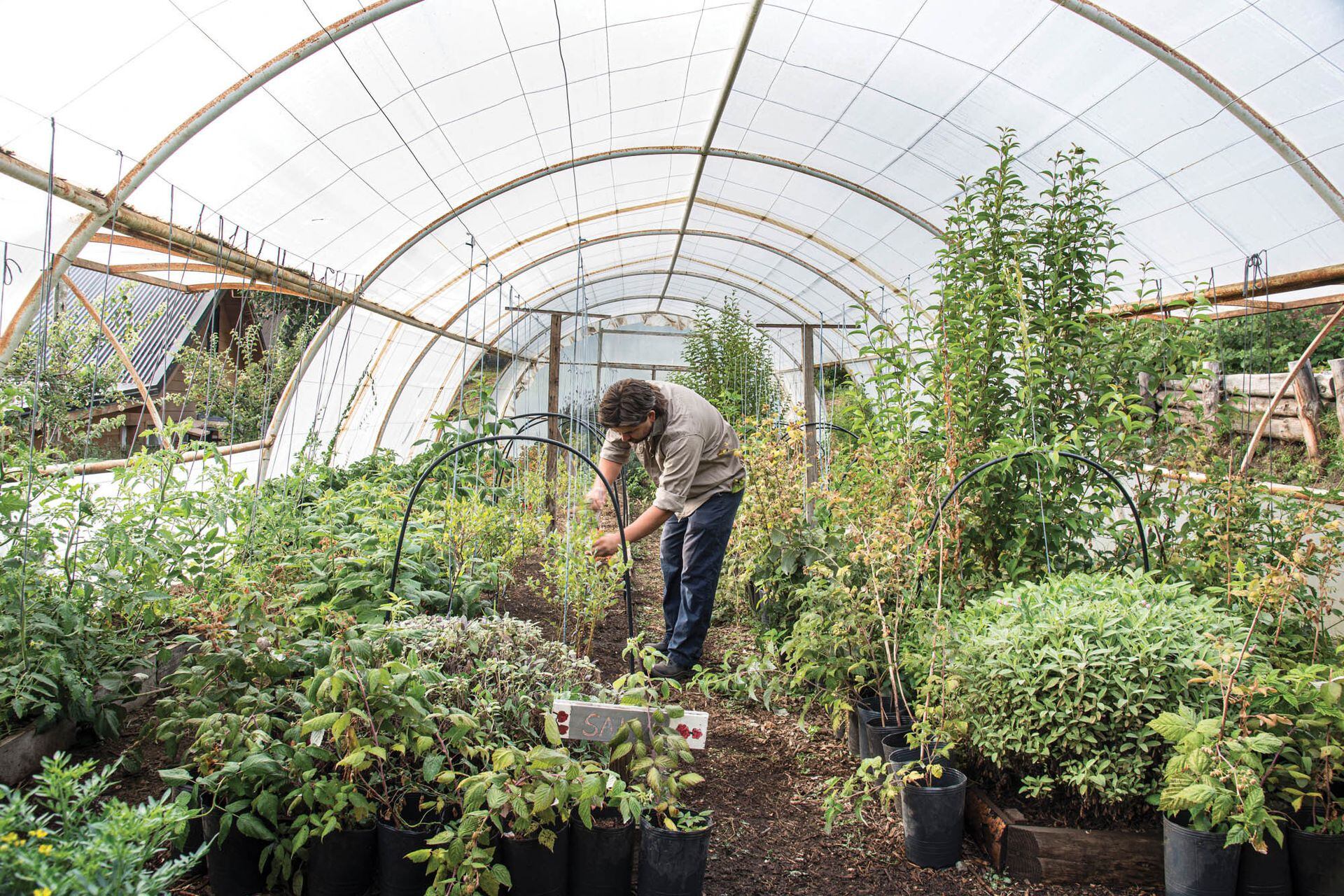 Gastón realiza tareas en uno de los invernáculos donde se cultivan hierbas, tomates, morrones, frambuesas y arándanos.