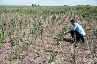 La sequía impactó al maíz