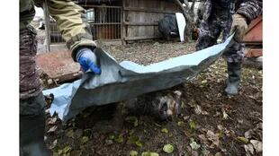 Los cazadores cubren un lobo muerto después de la caza en Khrapkovo