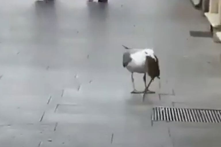 Video: una gaviota se devora una rata ante la mirada atónita de los peatones