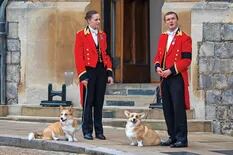 Piden cifras siderales por un cachorro de la raza popularizada por la reina Isabel II