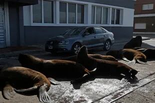 En diciembre de 2020, ya los lobos marinos habían tomado las calles internas del puerto