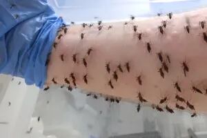 Para combatir al dengue, un científico se deja picar por miles de mosquitos