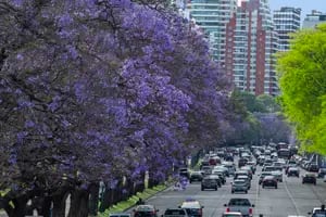 Comienza a florecer el jacarandá y los 19.000 ejemplares le cambian el color a la ciudad