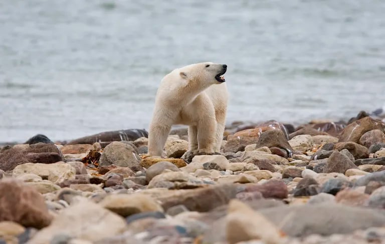 A polar bear kills a woman and her baby in an Alaskan town