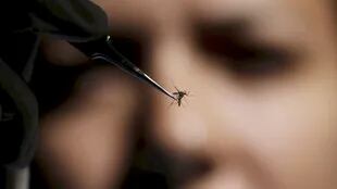 El mosquito Aedes aegypti transmisor del Dengue y Zika entre otras enfermedades