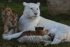 El conmovedor llanto de una tigresa blanca tras la muerte de sus cachorros en un estanque