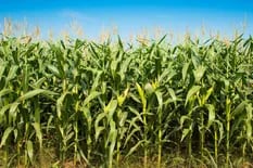 Excesos hídricos: las diferencias que marca el maíz ante la soja