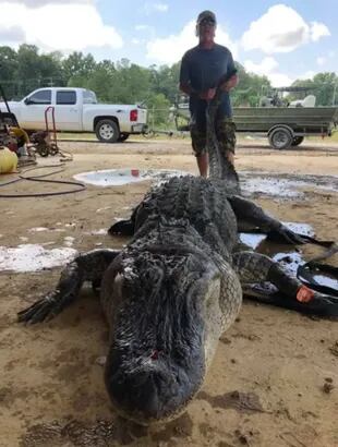 El cocodrilo fue cazado en aguas del Mississippi