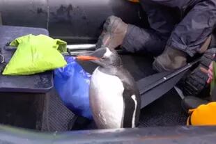 El pingüino veloz, a salvo de las orcas dentro del bote de los turistas