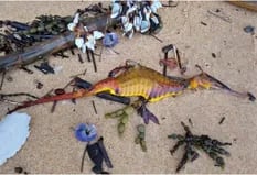 Aparecieron al menos 20 dragones marinos muertos en las playas