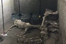 Descubren en Pompeya los restos de un caballo militar de casi 2000 años