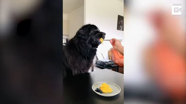 Esta perra sabe que la mejor manera de empezar el día es con un buen desayuno recién hecho