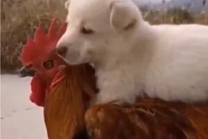El video de un cachorrito montado sobre un gallo que enterneció a todos