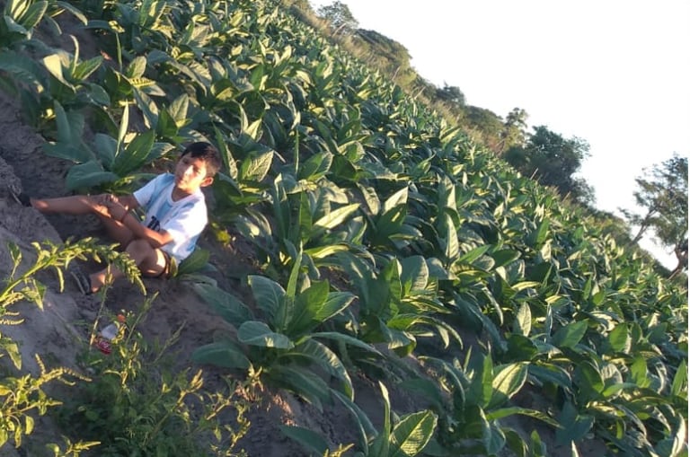 Leonel Valdez en la chacra familiar donde plantan tabaco