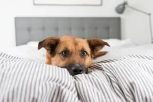 Qué significa que un perro se revuelque en la cama